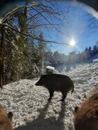Die Wildschweine geniessen den Schnee.jpg